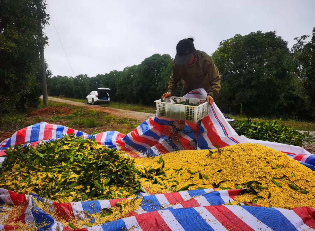 金秋咸寧桂花香 “鏈”起產業新篇章2.png