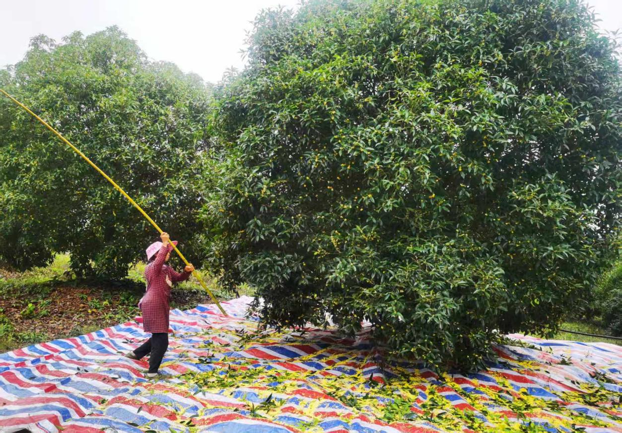 金秋咸寧桂花香 “鏈”起產業新篇章3.png